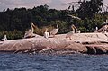 Pelicans on Big Whiteshell Lake