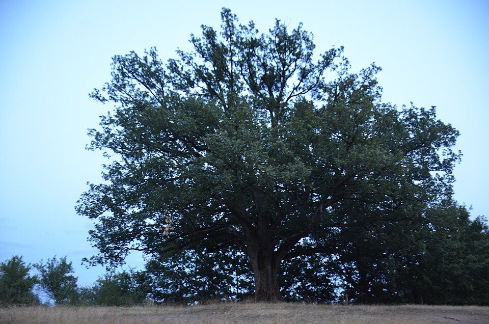 File:Zapis-1189-Retkocer-Golubovica-cer 20170821 6888.jpg