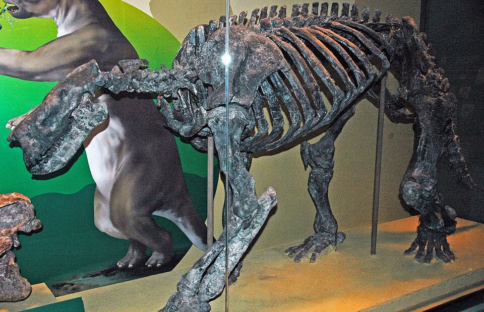 File:Barylambda faberi skeleton.jpg