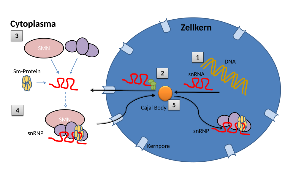 File:Cajal-Body-Overview.svg
