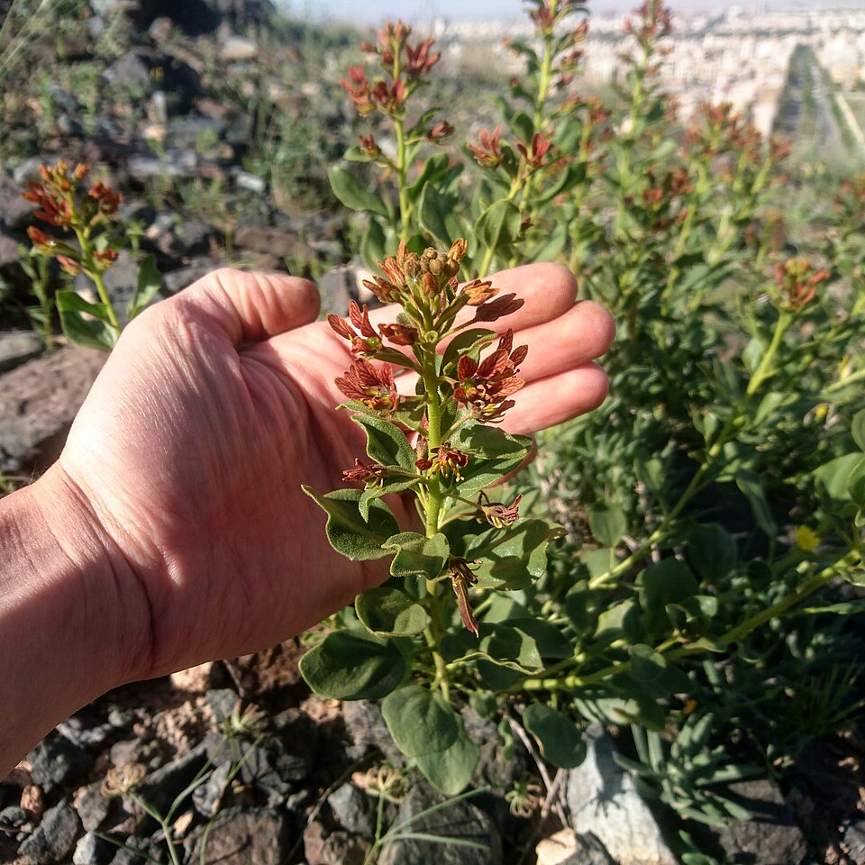 File:Cleome coluteoides absnd 07.jpg