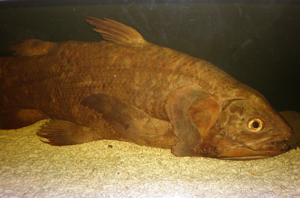 File:Coelacanth CAS 1.JPG