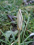 Crocus imperati'De Jager' closed