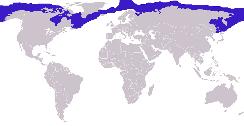 File:Erignathus barbatus distribution.png