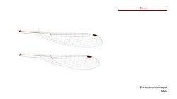 Male wings
