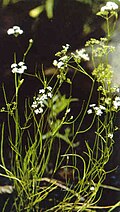 Harperella