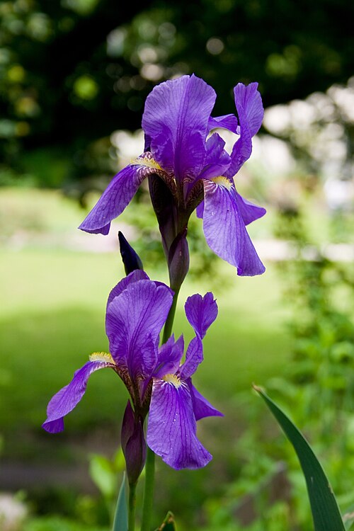 File:Iris croatica Botanicki vrt 1 080509.jpg