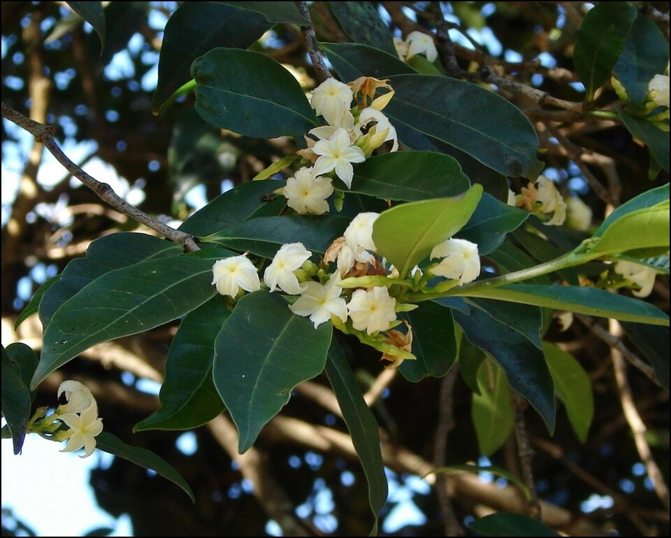 File:Mascarenhasia arborescens (4817608605).jpg
