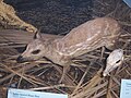 Mouse Deer