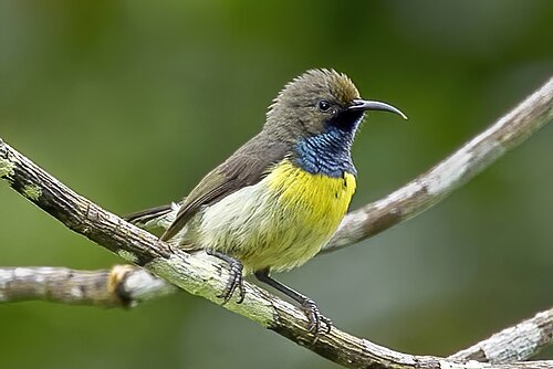 São Tomé sunbird Anabathmis newtonii ♂ São Tomé and Príncipe