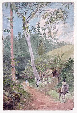 Plantain Walk by William Berryman