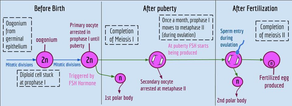 File:Biology Wiki Diagram -- oogensis.jpg