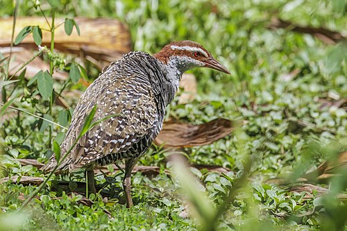 Buff-banded rail Hypotaenidia philippensis goodsoni Samoa