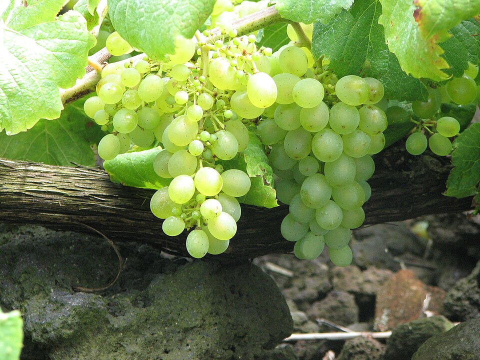 File:Cacho de uvas da Casta Verdelho.JPG