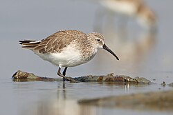 An adult curlew sandpiper standing in very shallow water. It is in non-breeding plumage, with dark tan wings and a white bottom.
