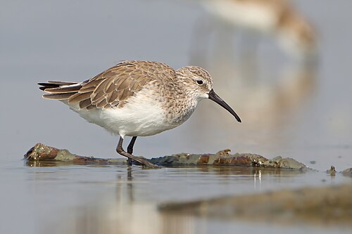 An adult curlew sandpiper in non-breeding plumage. It has black legs.