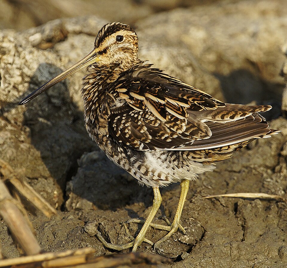 File:CommonSnipe.jpg