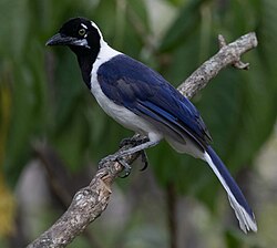 White-tailed jay