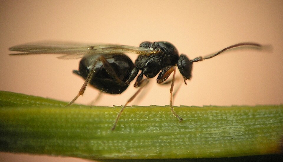 File:Cynips sp beentree.jpg