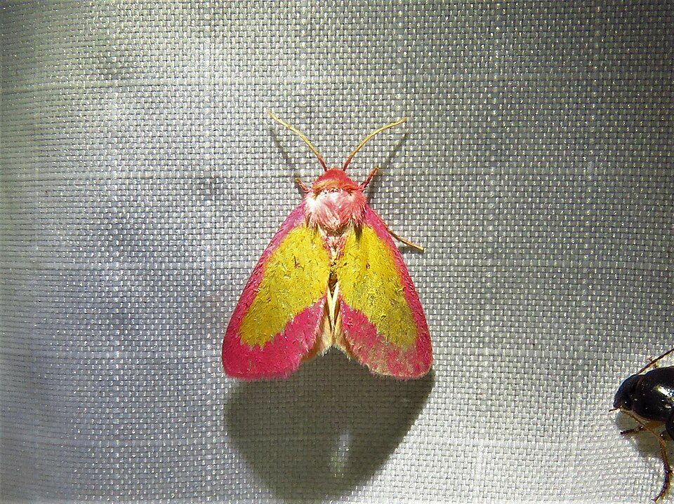 File:Derrima stellata 39865911.jpg