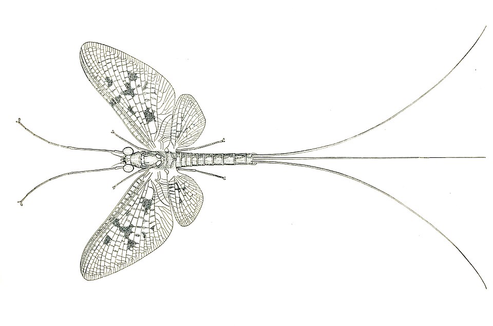 File:Ephemeroptera illustration.jpg