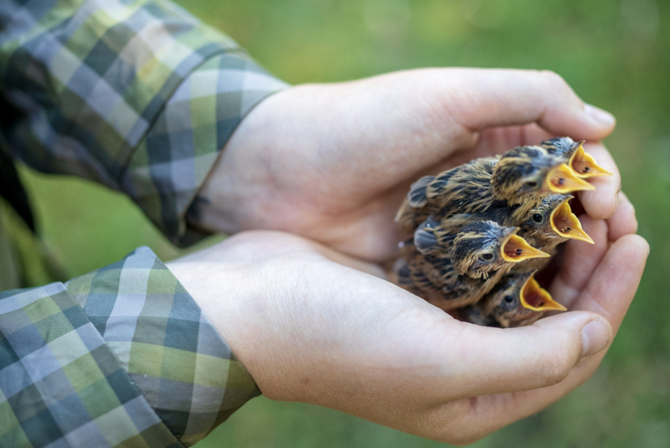 File:Five aquatic warbler chicks.png