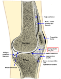 English Infrapatellar fat pad