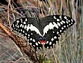 Citrus Swallowtail (Papilio demodocus) at Faerie Glen Nature Reserve, Pretoria