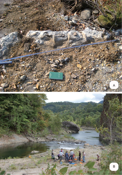 File:Megabalaena (excavation).png
