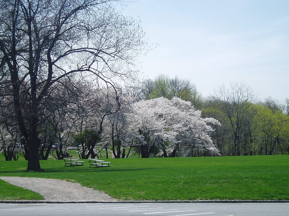 File:Port Cherry-EField.JPG