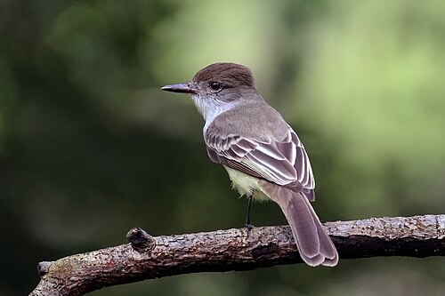 Stolid flycatcher Myiarchus stolidus Jamaica