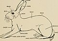 The American pet stock standard of perfection and official guide to the American fur fanciers' association (1915) (17539380083)