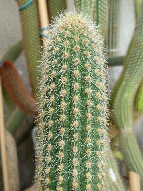 File:Cleistocactus chrysocephalus.png