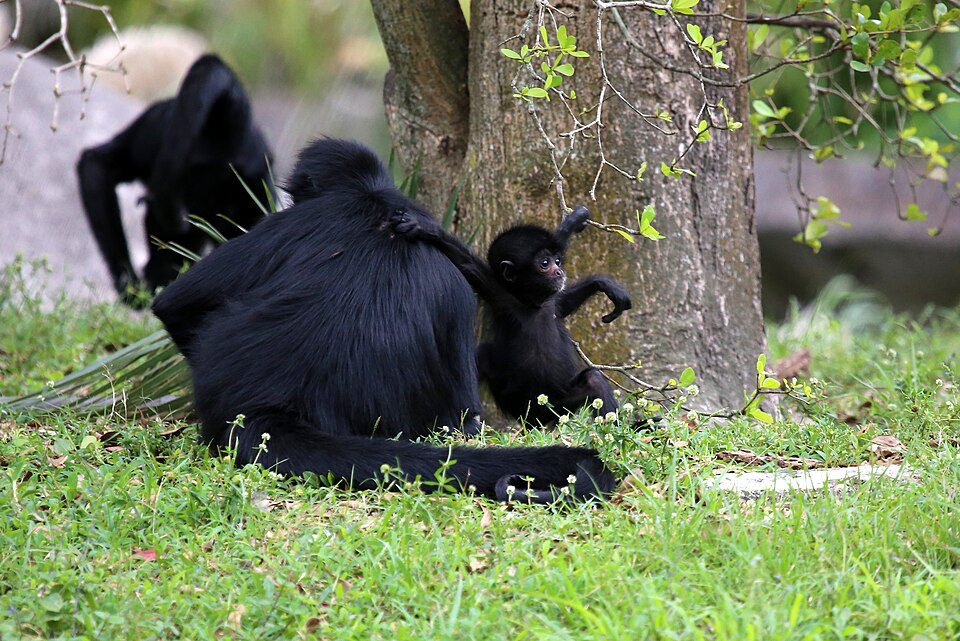 File:Endangered Spider Monkey's.jpg