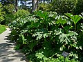 The plant at SF Botanical Garden