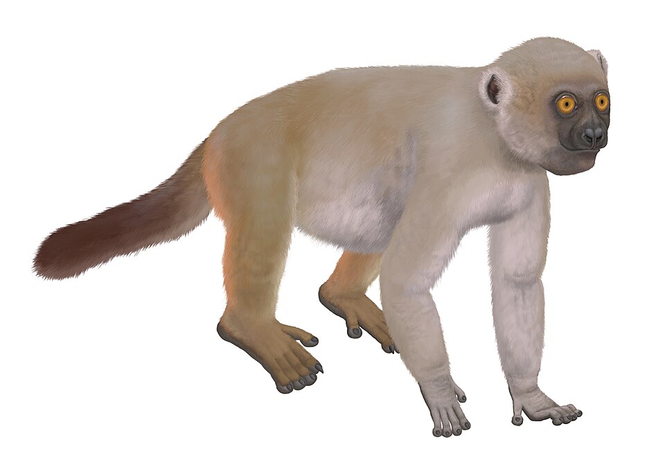 File:Hadropithecus stenognathus.jpg