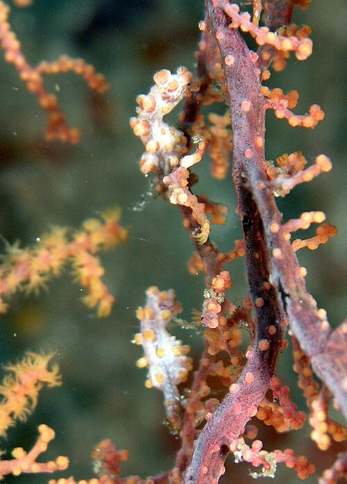 File:Hippocampus bargibanti3.JPG