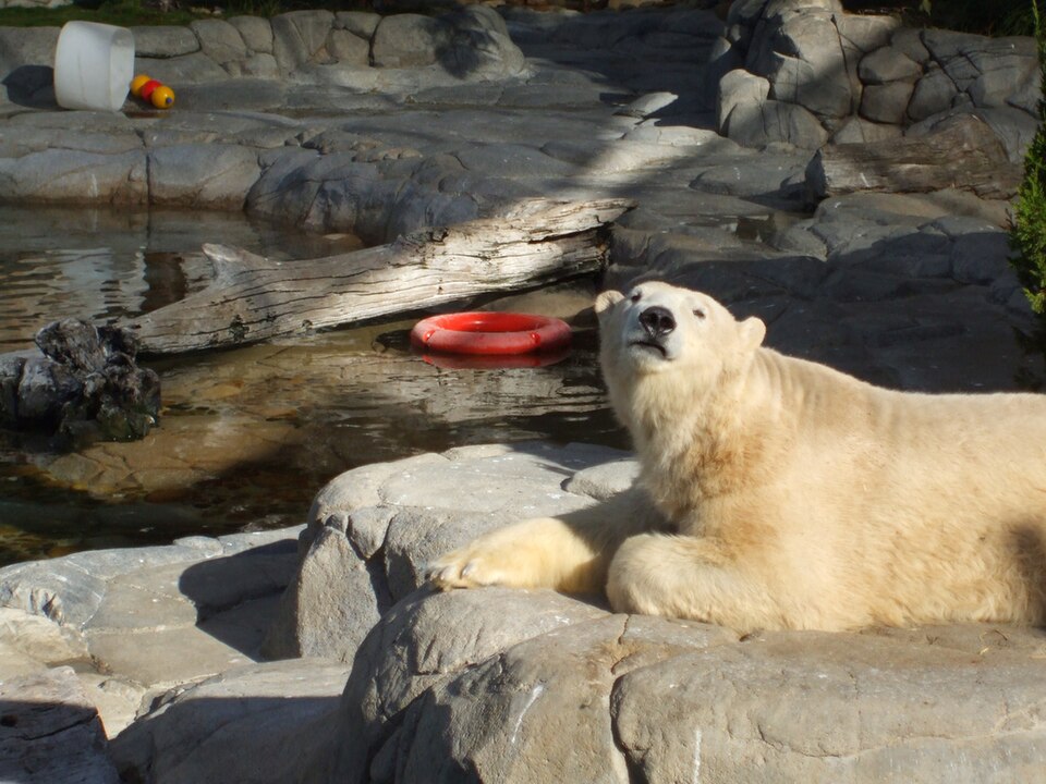 File:Polar Bear at Sea World.jpg