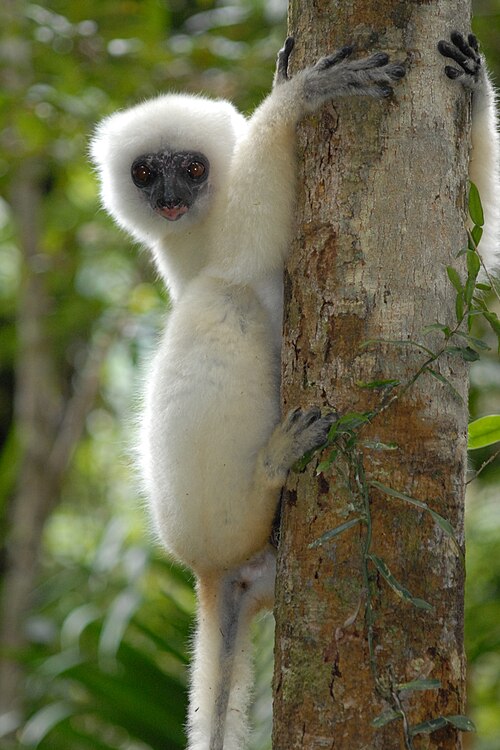 File:Propithecus candidus 001.jpg