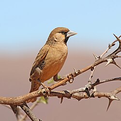 Sociable weaver Philetairus socius South Africa