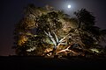 Tree of life at night