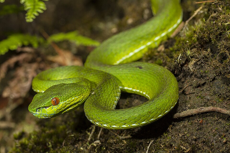 File:Trimeresurus stejnegeri.jpg