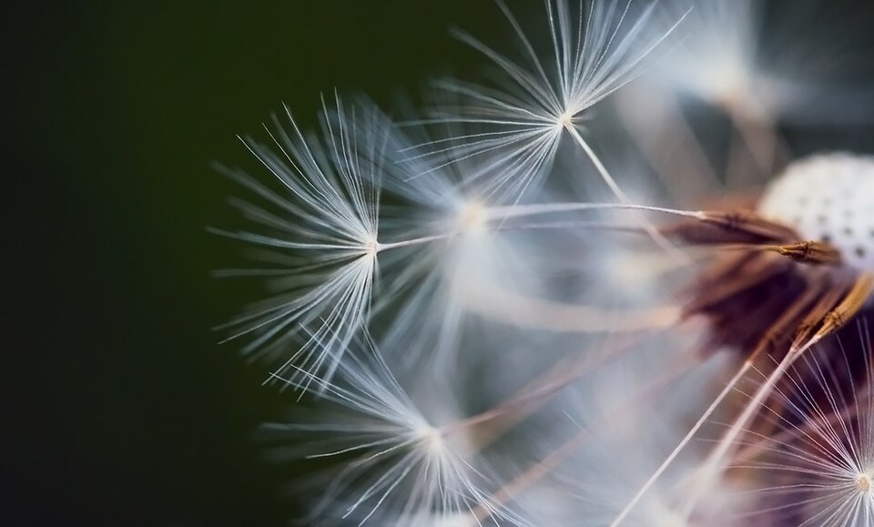 File:Waiting For The Wind (222218757).jpeg