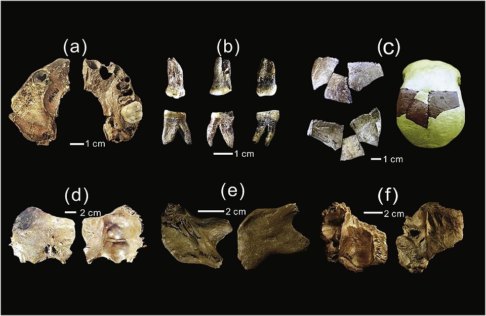 File:Xujiayao hominin.jpg