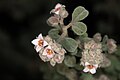   Endangered  Pink pimelea, Pimelea spicata