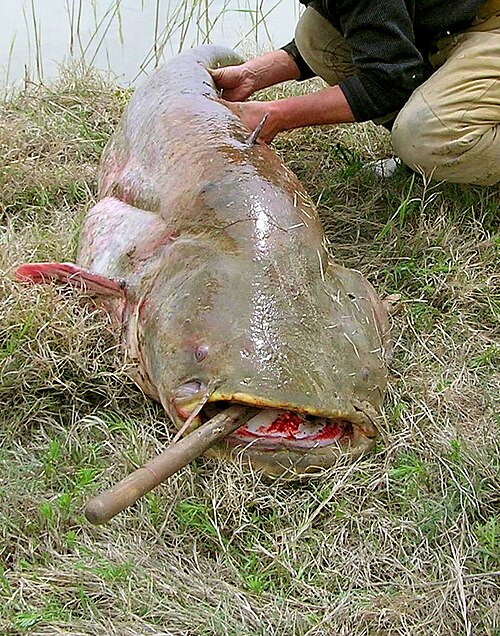 File:Жайын (Silurus glanis), Сырдария, Байқоңыр.jpg