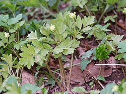 Green herb with a few tiny yellow-white flowers
