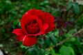 Bandung Rose