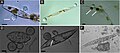 Image 75Chytrid parasites of marine diatoms. (A) Chytrid sporangia on Pleurosigma sp. The white arrow indicates the operculate discharge pore. (B) Rhizoids (white arrow) extending into diatom host. (C) Chlorophyll aggregates localized to infection sites (white arrows). (D and E) Single hosts bearing multiple zoosporangia at different stages of development. The white arrow in panel E highlights branching rhizoids. (F) Endobiotic chytrid-like sporangia within diatom frustule. Bars = 10 μm. (from Marine fungi)