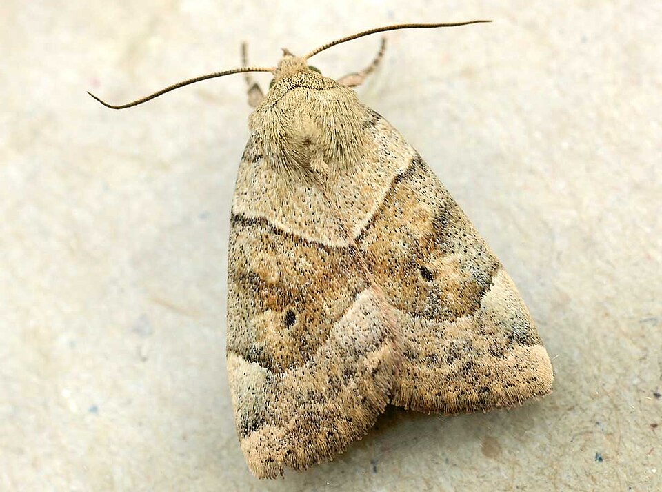 File:Cosmia trapezina01.jpg